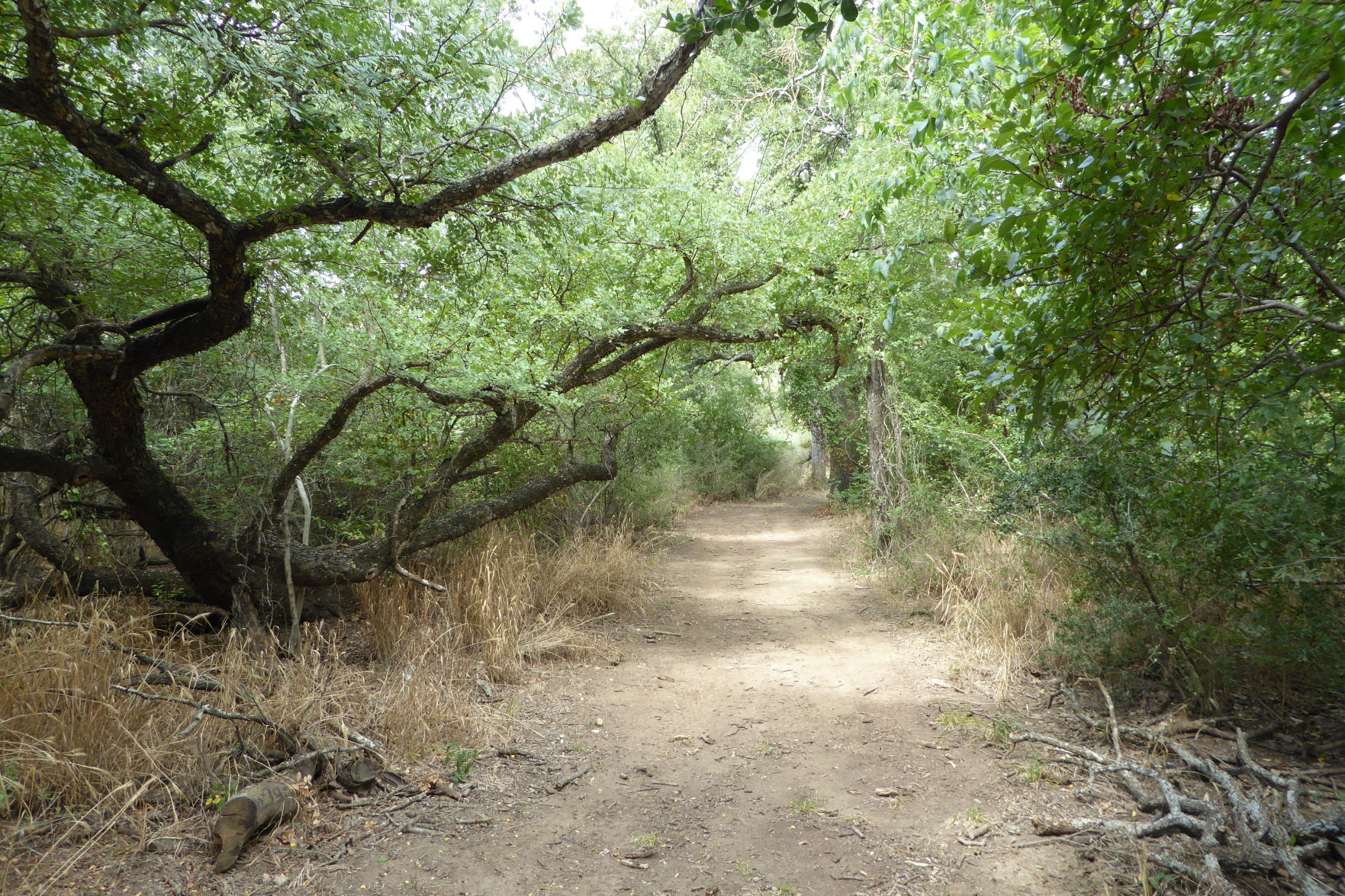 Canyon of the Eagles